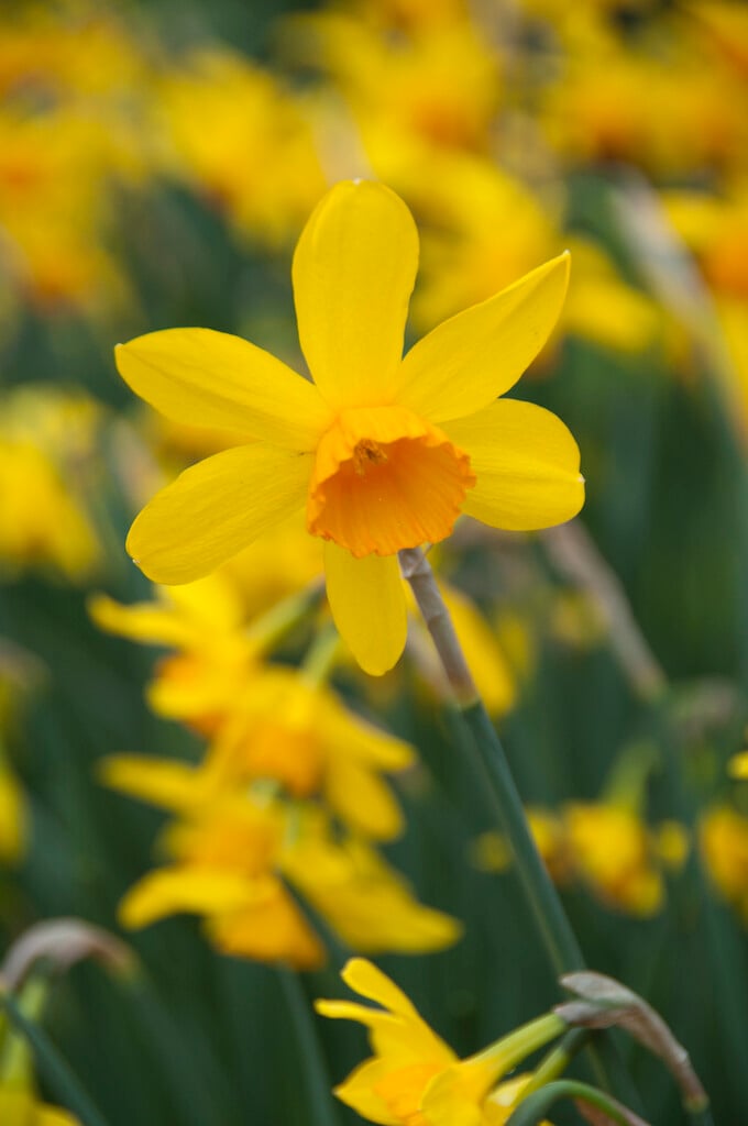 daffodil 'Puppet'