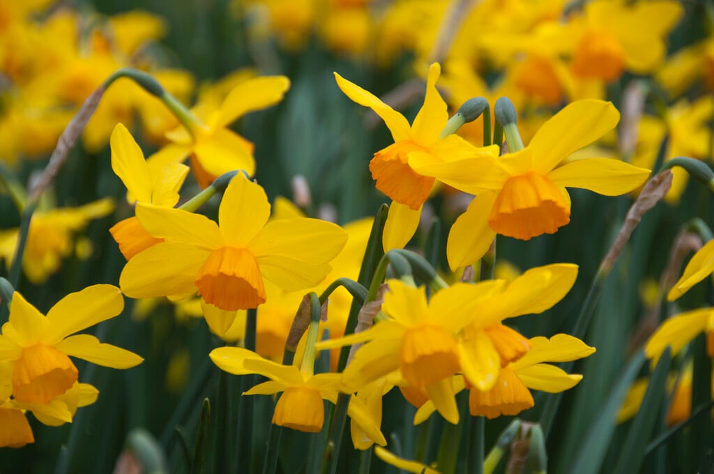 daffodil 'Puppet'