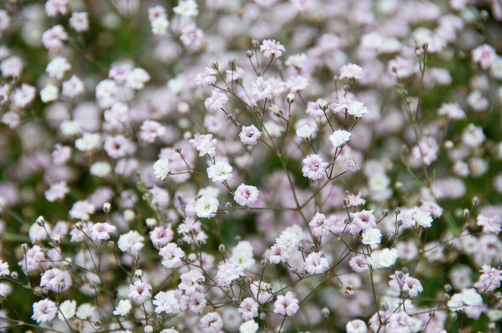 baby's breath 'Bristol Fairy'