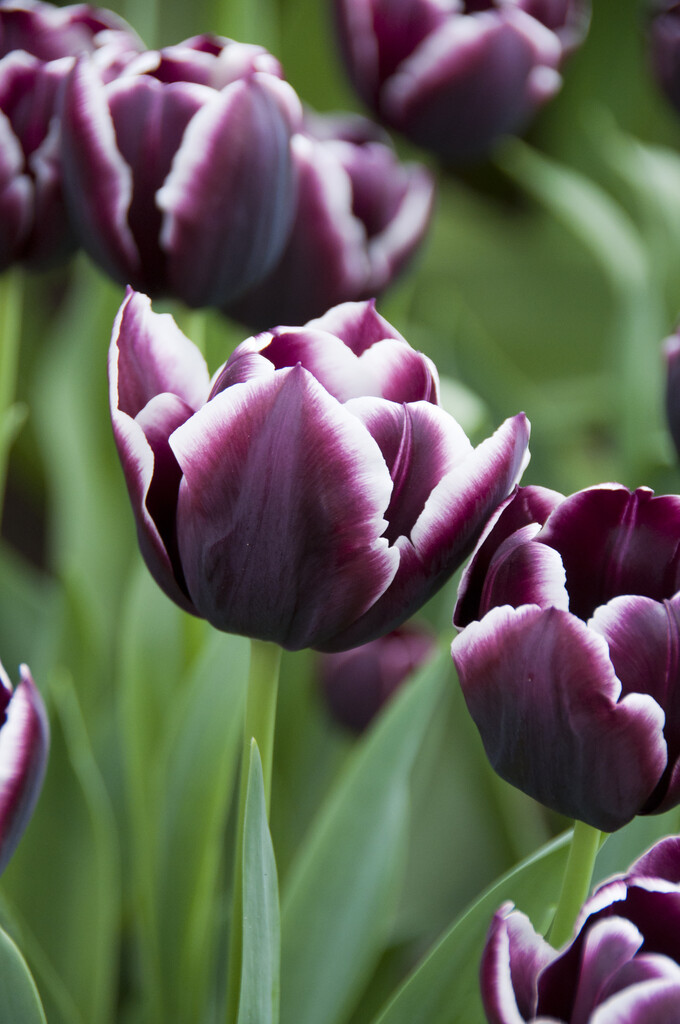 tulip 'Jackpot'