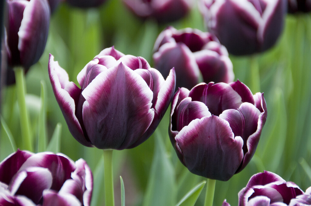 tulip 'Jackpot'