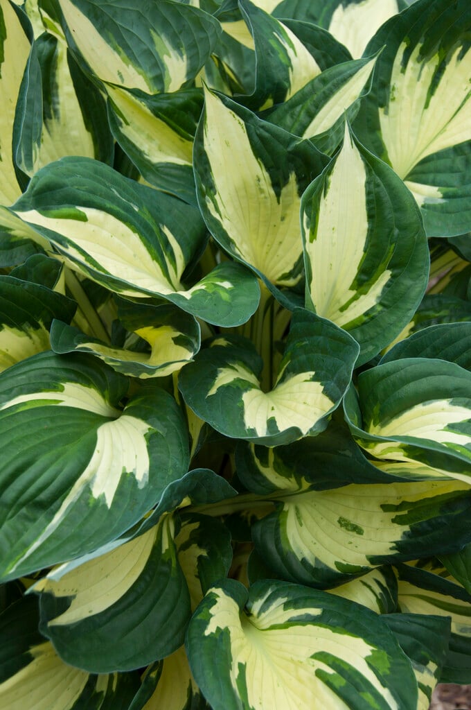 plantain lily 'Colored Hulk'