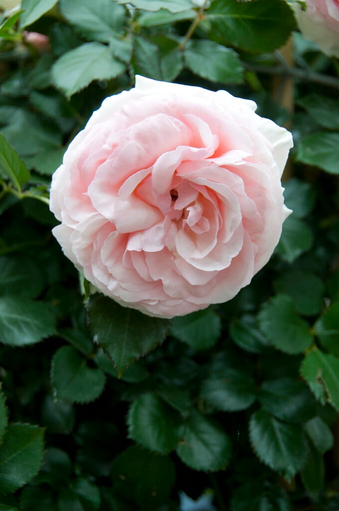 rose [Eden Rose '88]