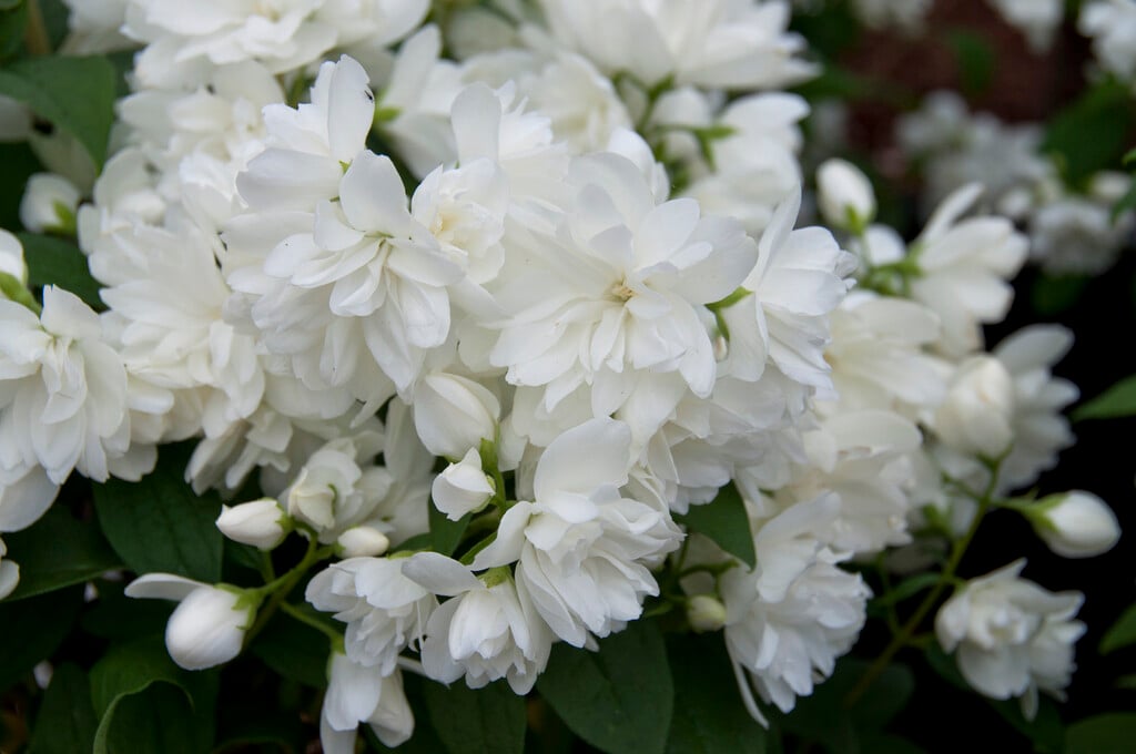 mock orange 'Snowbelle'
