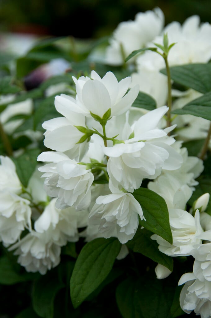 mock orange 'Snowbelle'