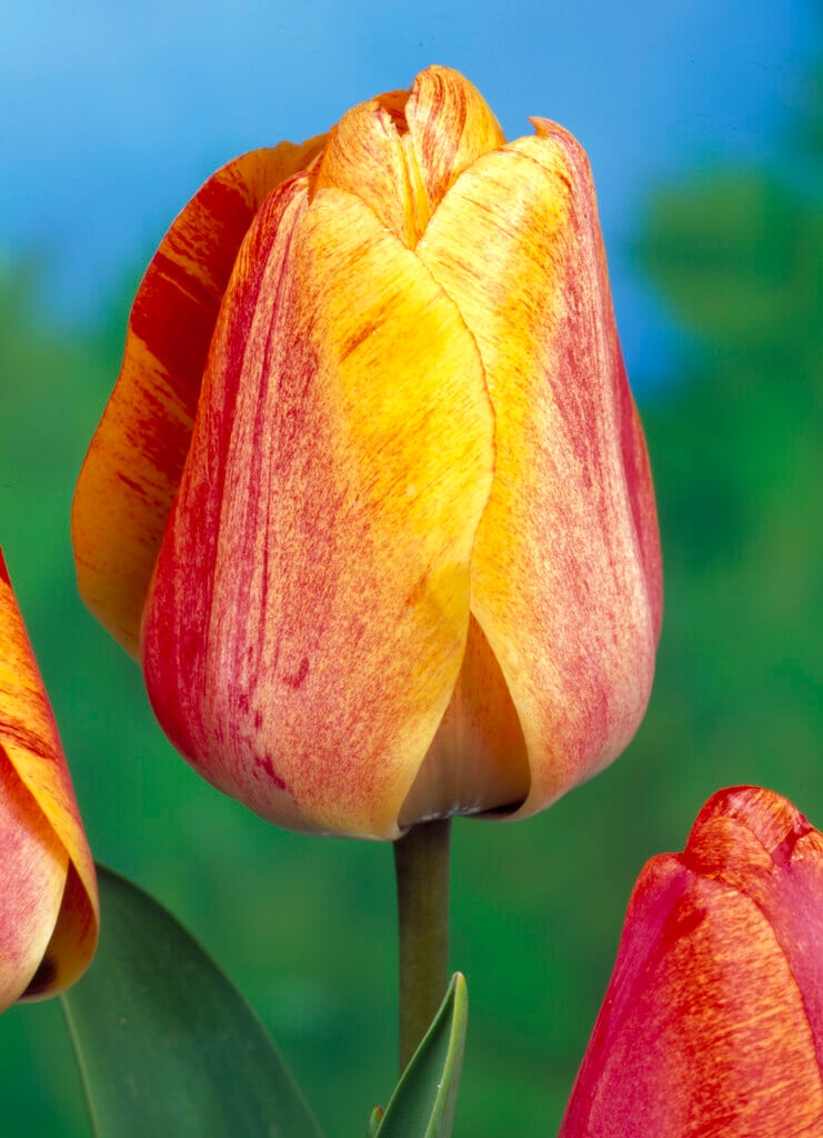tulip 'Gudoshnik'