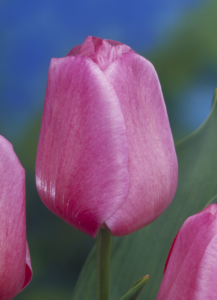 tulip 'Clara Butt'