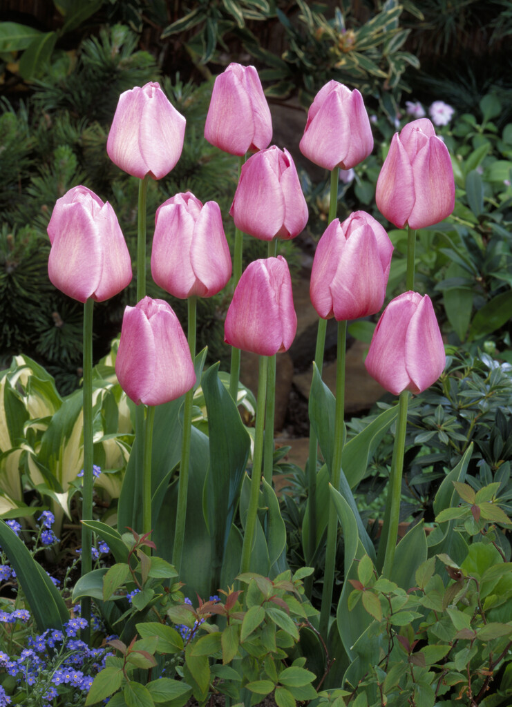 tulip 'Clara Butt'