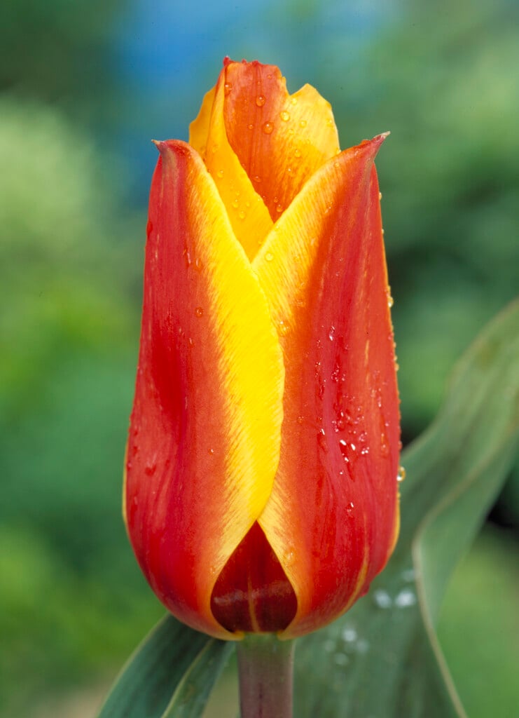 tulip 'Cape Cod'