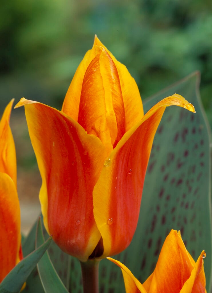 tulip 'Donald Duck'