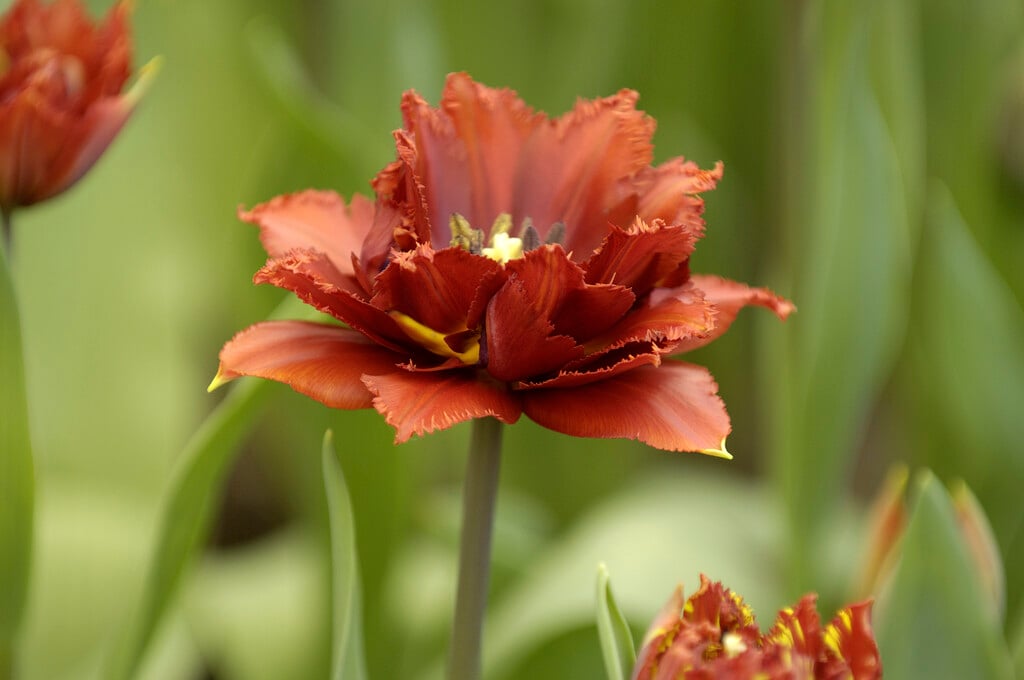 tulip 'Crispion Dark'