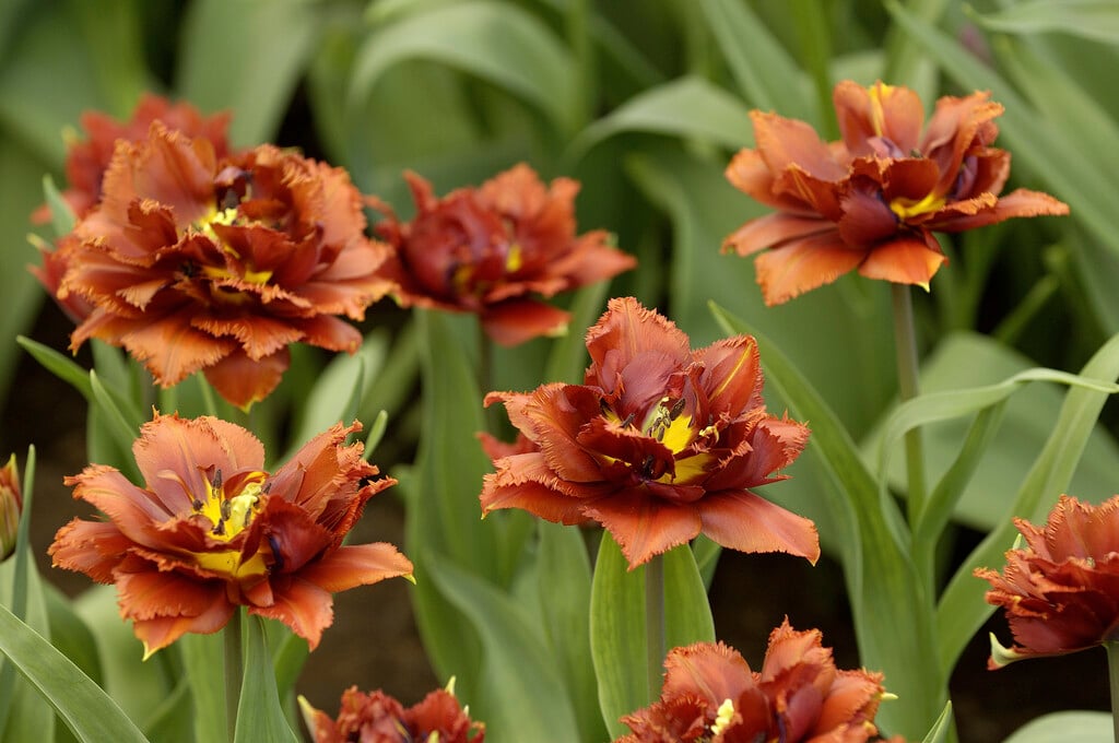 tulip 'Crispion Dark'