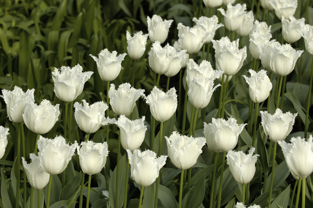 tulip 'Daytona'