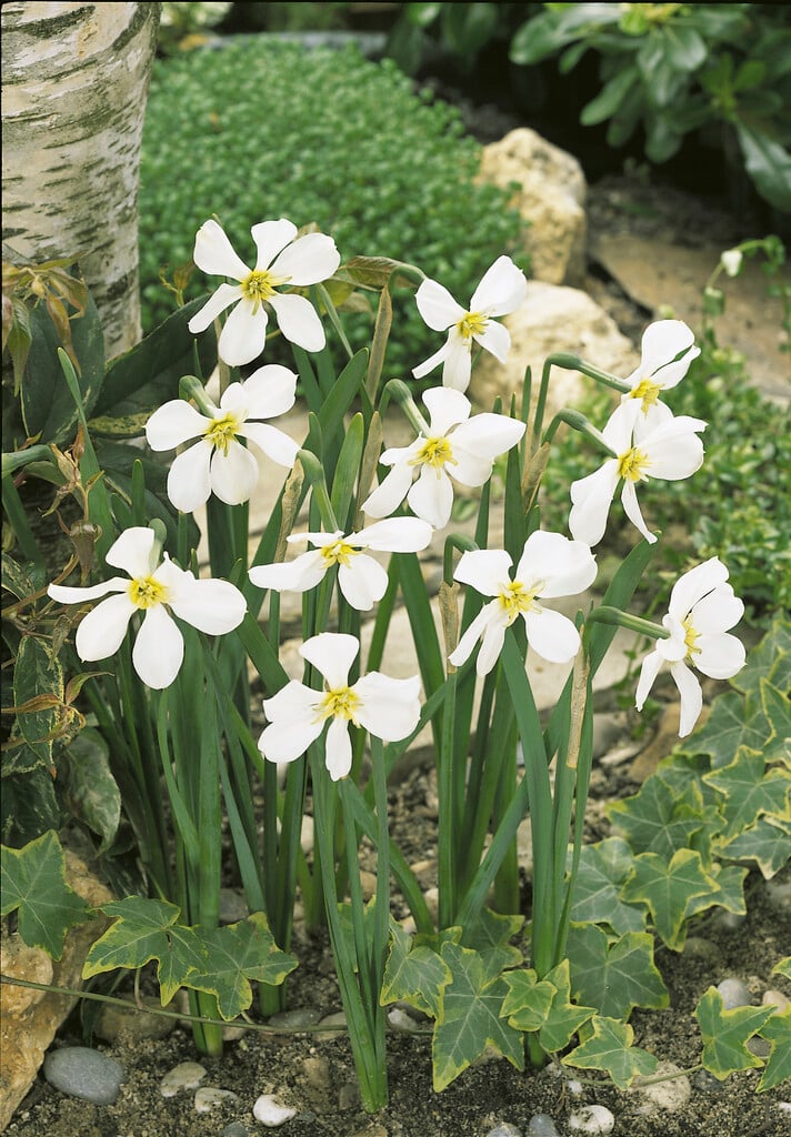 daffodil 'Keats'