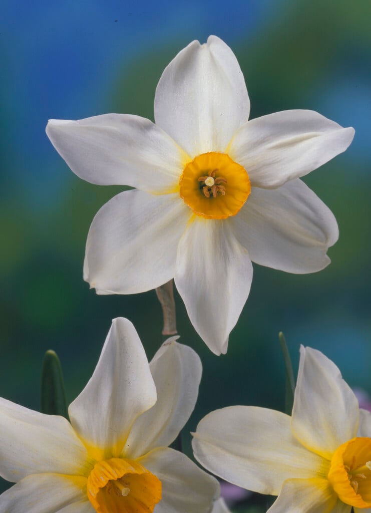 daffodil 'Beryl'