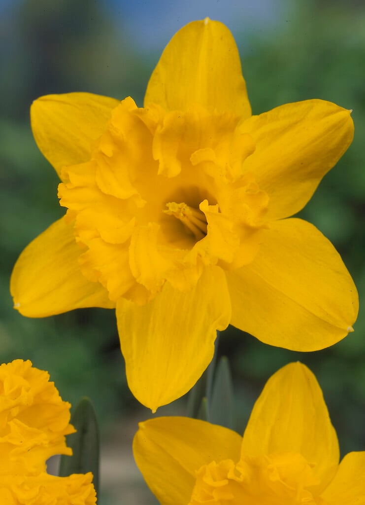 daffodil 'Mando'