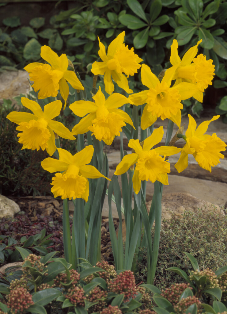 Spanish daffodil