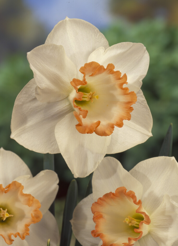 daffodil 'Spring Pride'