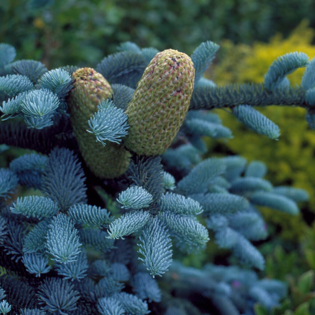 <i>Picea</i> <i>glauca</i> 'Coerulea'