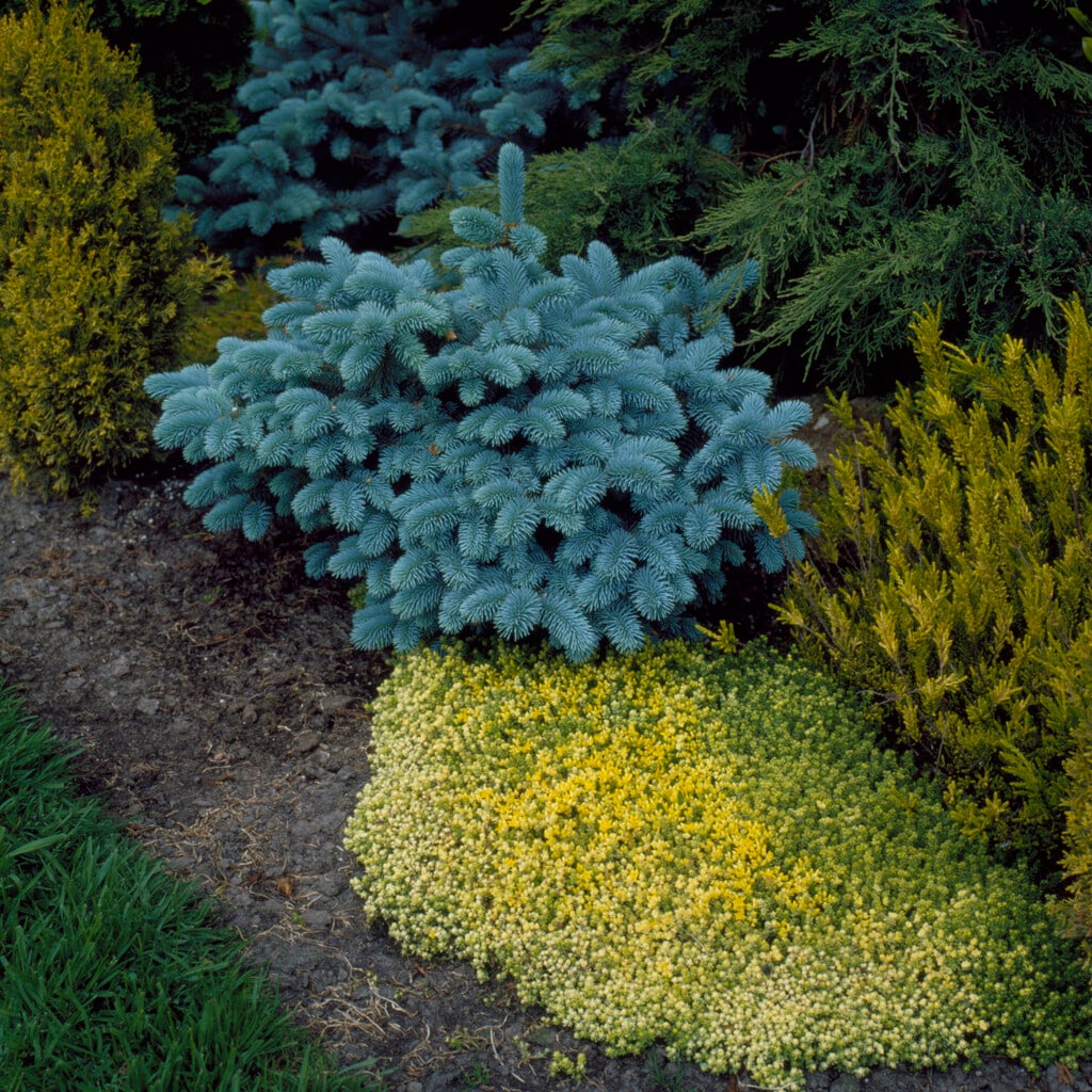 <i>Picea</i> <i>pungens</i> 'Montgomery'