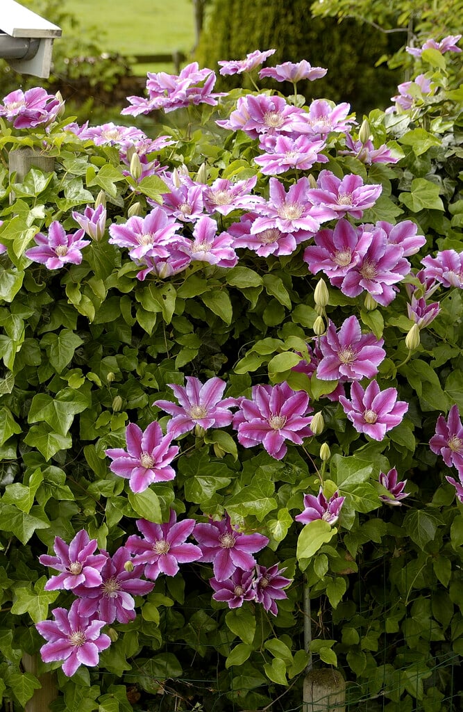 Clematis 'Doctor Ruppel' (EL)