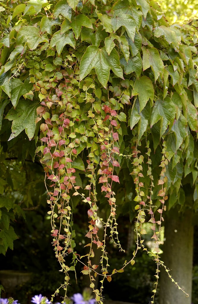 Boston ivy 'Veitchii'