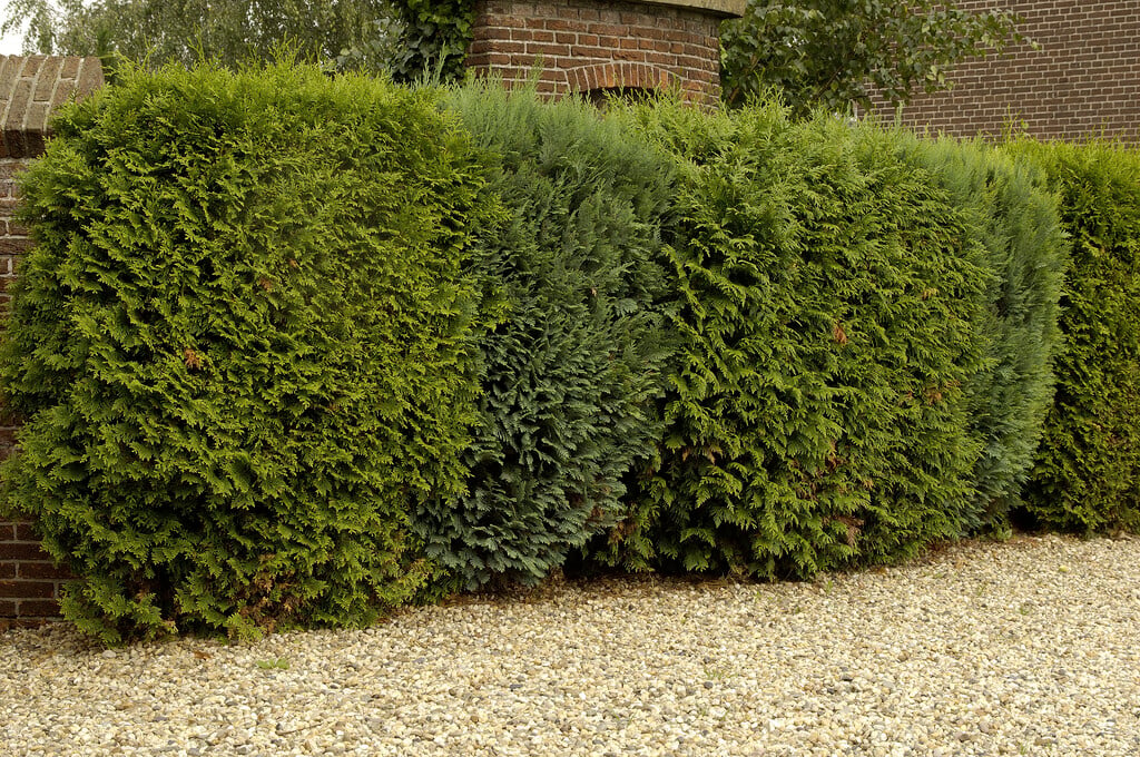 white cedar