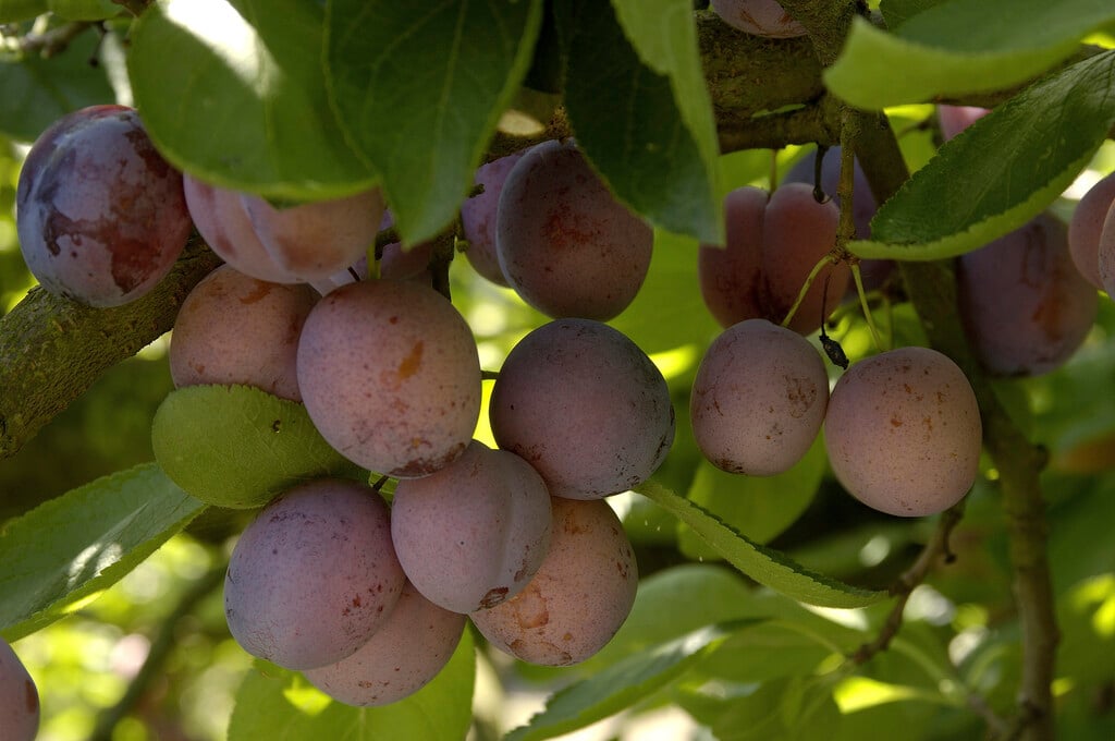 plum 'Opal'