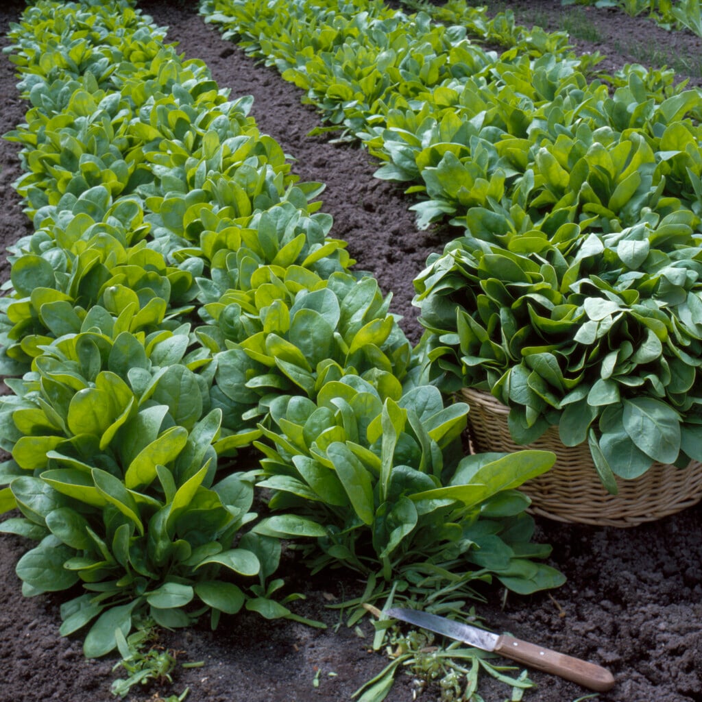 spinach