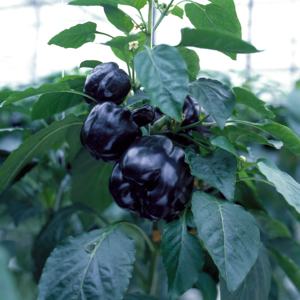 black pepper