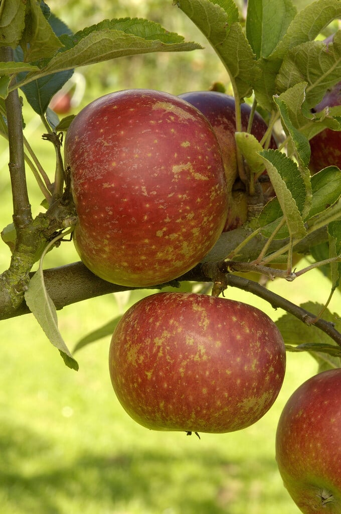 apple 'Ingrid Marie'