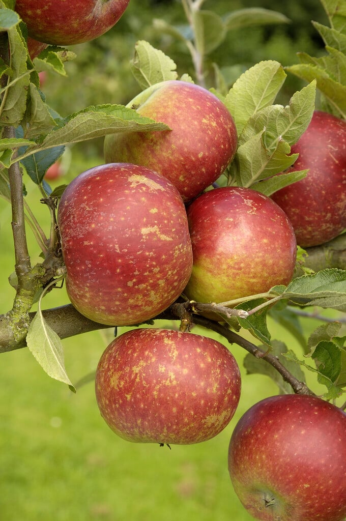 apple 'Ingrid Marie'