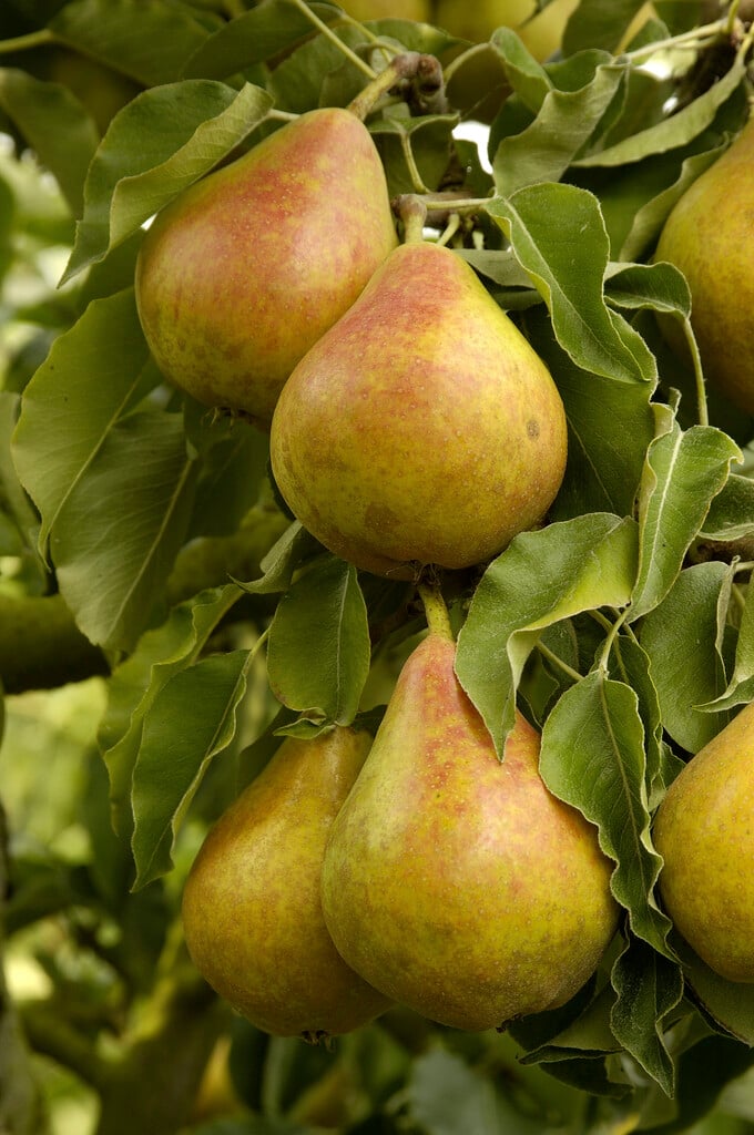 pear 'Gieser Wildeman'