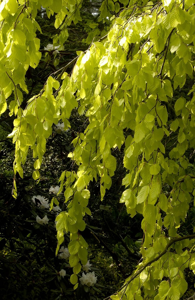 beech 'Aurea Pendula'