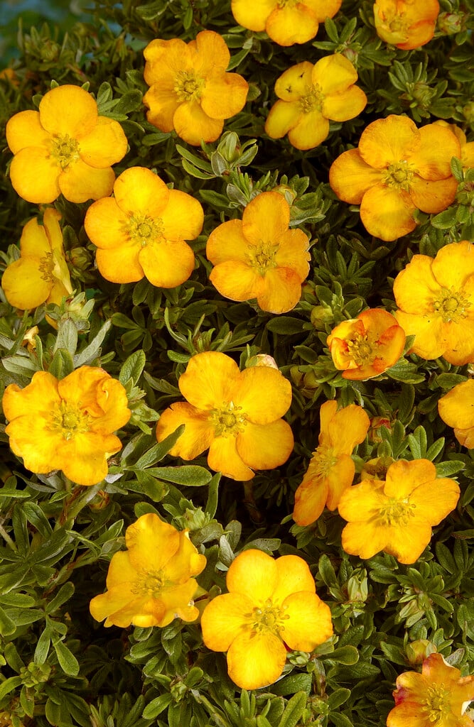 shrubby cinquefoil 'Annette'