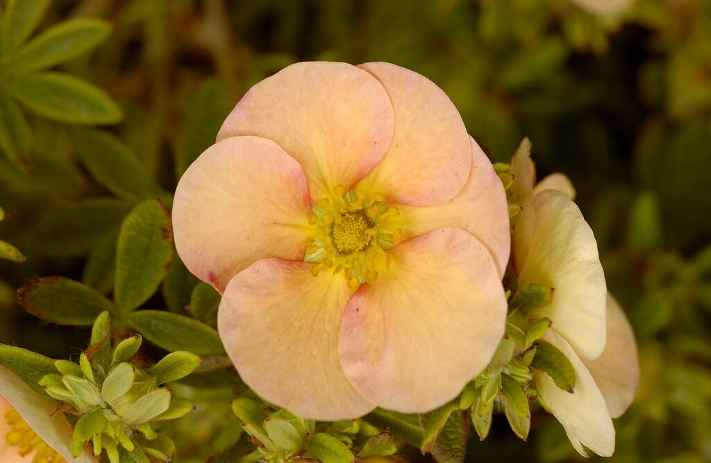 shrubby cinquefoil 'Daydawn'