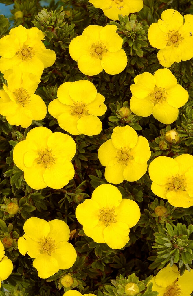 <i>Potentilla</i> <i>fruticosa</i> 'Hachmann's Gigant'