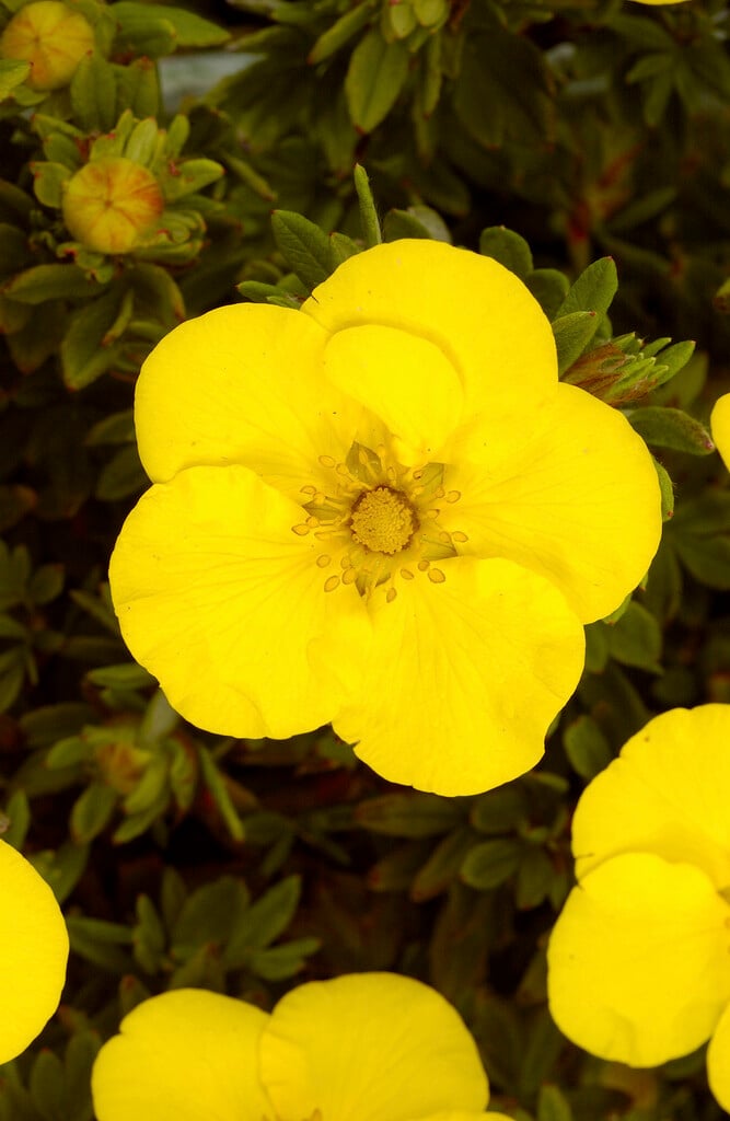 <i>Potentilla</i> <i>fruticosa</i> 'Hachmann's Gigant'
