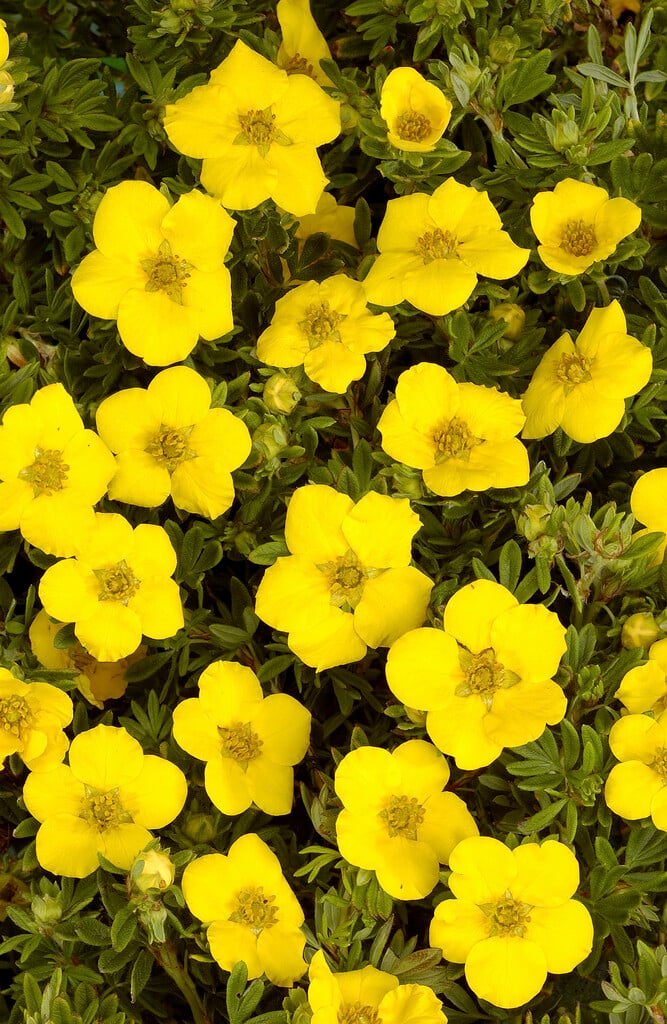 shrubby cinquefoil 'Klondike'