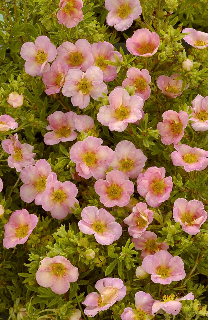 <i>Potentilla</i> <i>fruticosa</i> 'Pink Whisper'