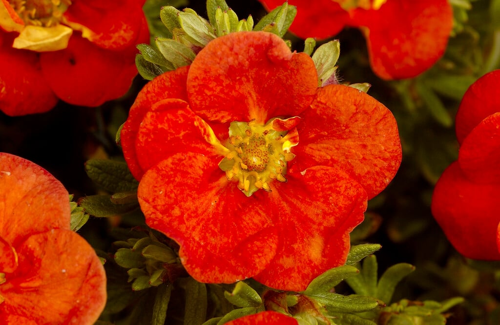 shrubby cinquefoil 'Red Ace'