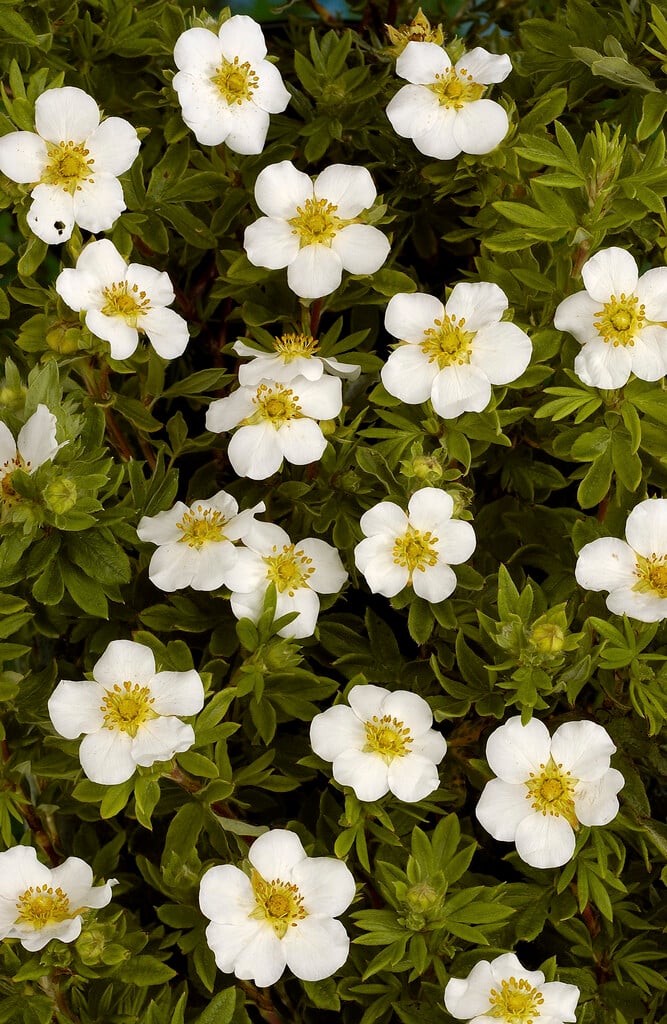 Veitch's shrubby cinquefoil