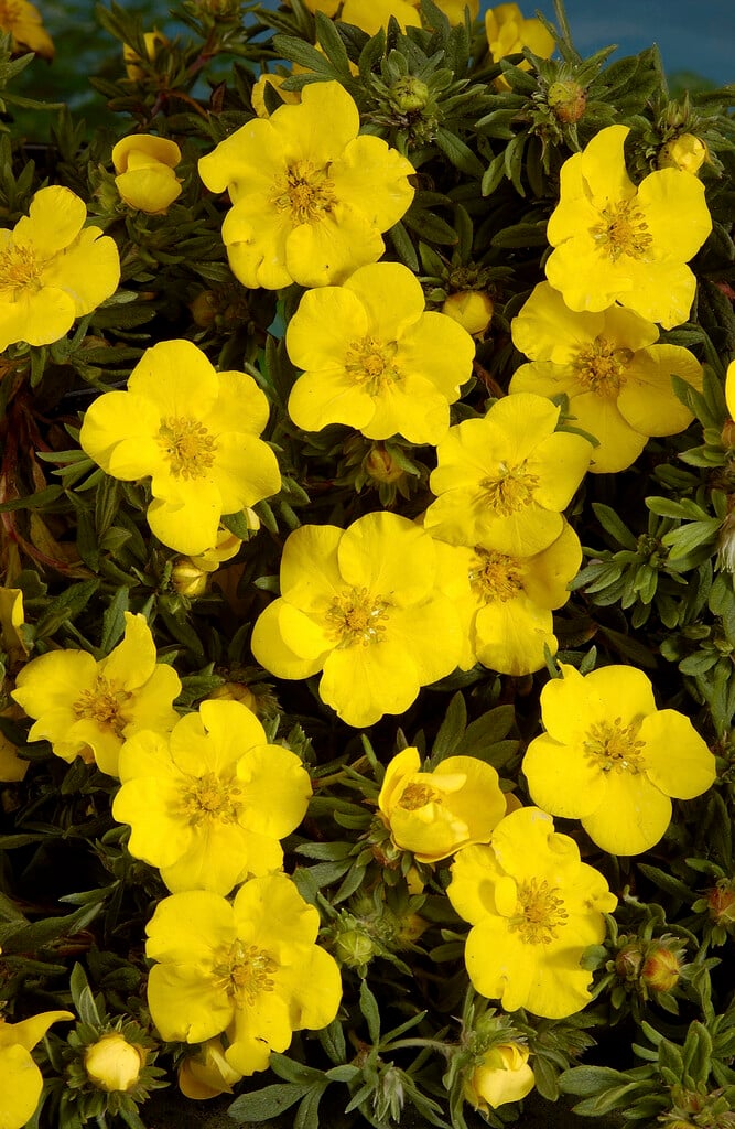 shrubby cinquefoil 'Goldteppich'