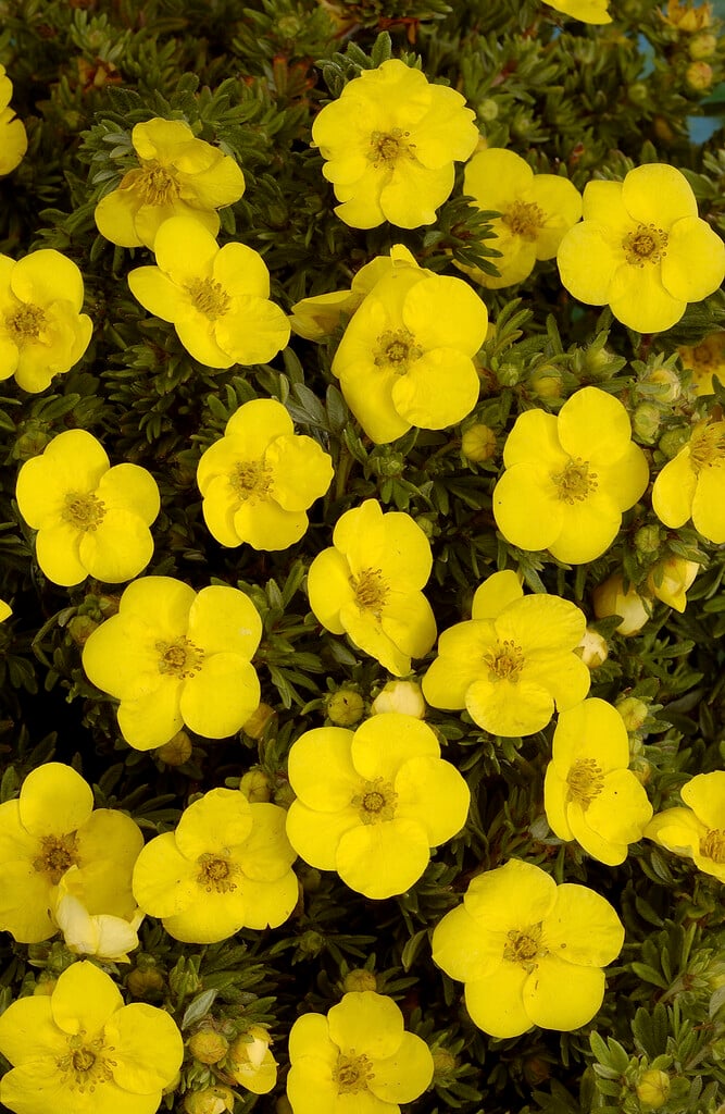 shrubby cinquefoil 'Kobold'