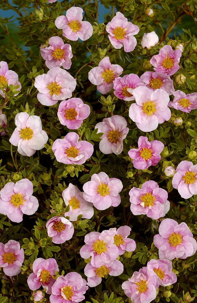 shrubby cinquefoil 'Pink Queen'