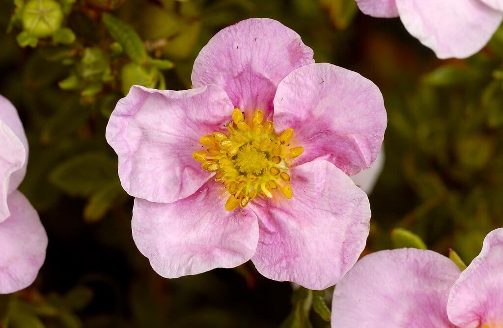 shrubby cinquefoil 'Pink Queen'