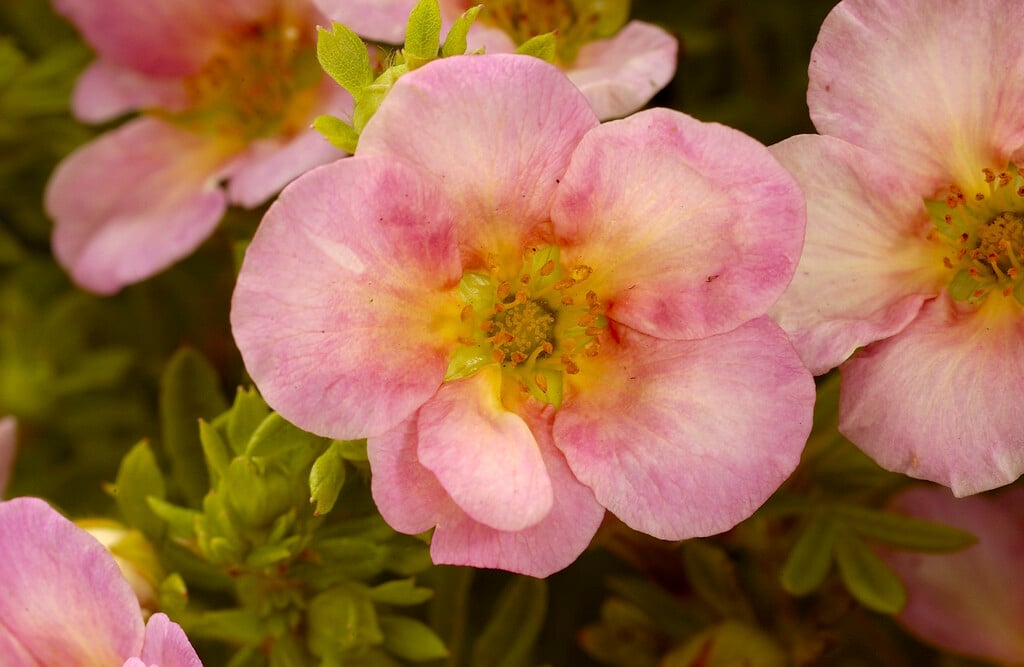 <i>Potentilla</i> <i>fruticosa</i> 'Pink Whisper'