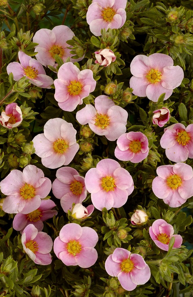 <i>Potentilla</i> <i>fruticosa</i> 'Pink Whisper'