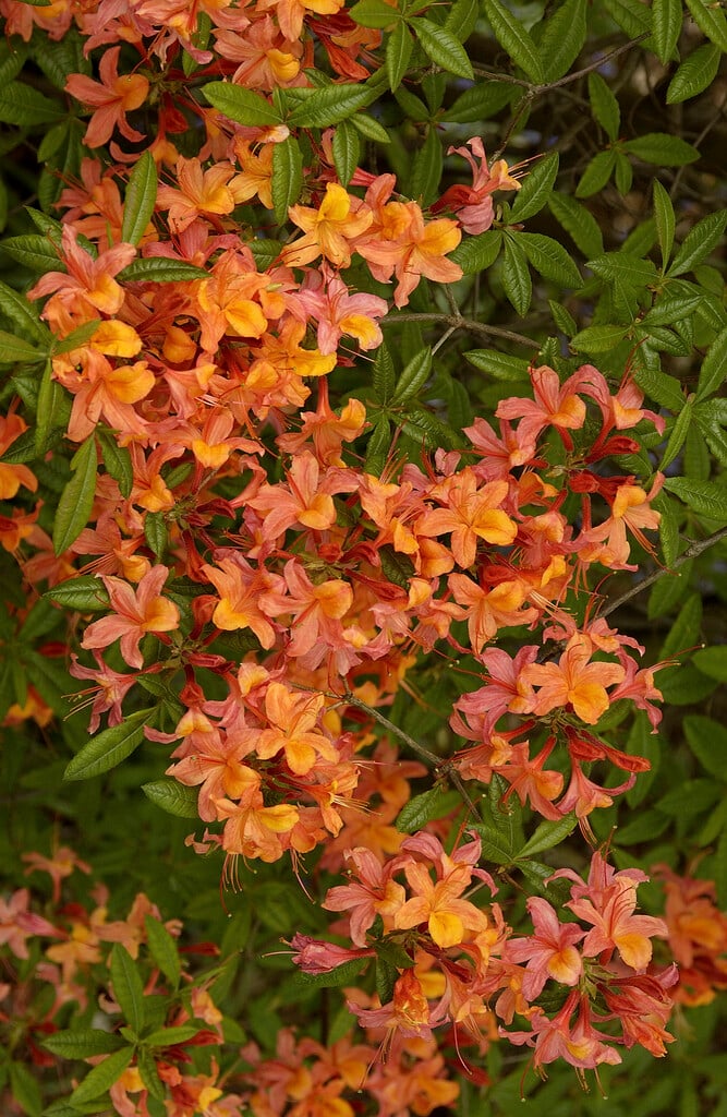 Rhododendron 'Gloria Mundi' (G)|rhododendron 'Gloria Mundi'/RHS Gardening