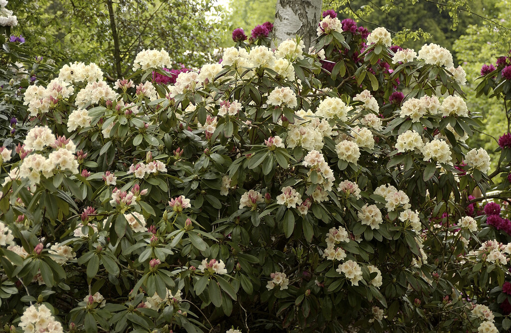 rhododendron 'Goldsworth Yellow'